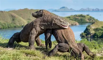 Komodo Dragon